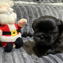 Shih Tzu Puppies from Hilltop Shih Tzus