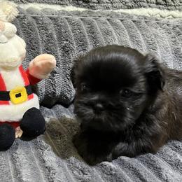 Shih Tzu Puppies from Hilltop Shih Tzus