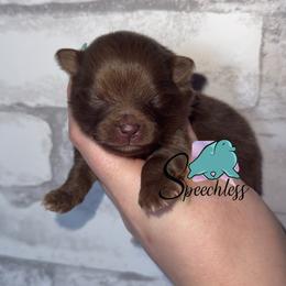 Snow - Chocolate and tan male Pomeranian puppy in Perry County, Ohio from Speechless Pom’s