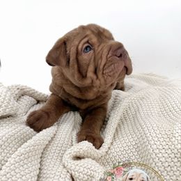 Biscotti - Brindle male Companion Cross puppy in Hugo, Oklahoma from Mini Hippo Land