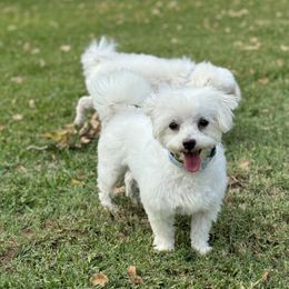 Belle - Maltese