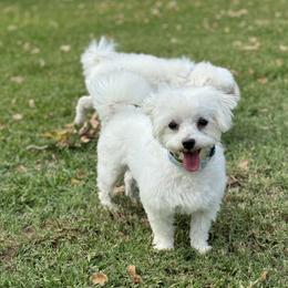 Belle - Maltese