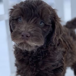 Australian Labradoodle Puppies from Grand Peaks Labradoodles