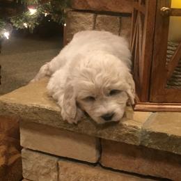 Bernedoodle and Pyredoodle Puppies from FDF Pyredoodles & Bernedoodles