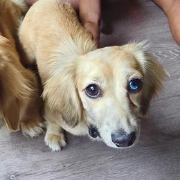 Moon 'Moonpie' - Dapple female Dachshund puppy in Casselberry, Florida from Deal’s Doxies
