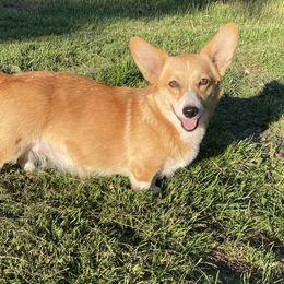 Honey  - Pembroke Welsh Corgi