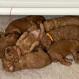 Goldendoodle Puppies from Sunnydoodle Utah