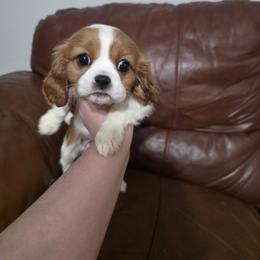Female - Blenheim female Cavalier King Charles Spaniel puppy in Unicoi, Tennessee from Unaka Mountain Corgis