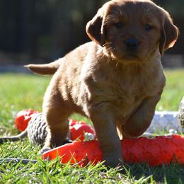 Golden Retriever Puppies from Earley Goldens