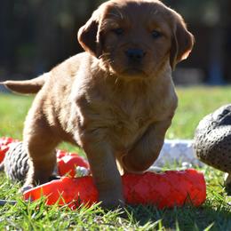 Golden Retriever Puppies from Earley Goldens
