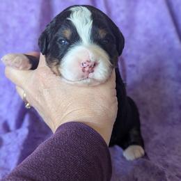 Valentine - Tri-color female Bernedoodle puppy in Placerville, California from Quartz Mountain Doodles