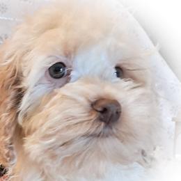 Cavapoos and Cockapoos from Kelley's Goldens Poodles and Doodles