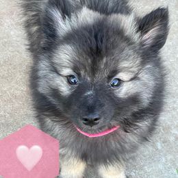 "Pinky Pie" Keeshond Puppies from Kozy Keeshonden