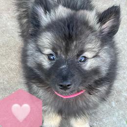 "Pinky Pie" Keeshond Puppies from Kozy Keeshonden