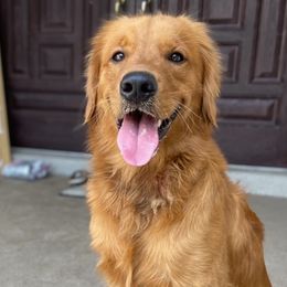 Golden Retrievers from Mollys Golden Retriever Creations