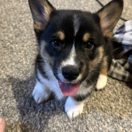 Pembroke Welsh Corgi Puppies from Northwynd Corgis