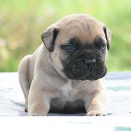 Banks - Fawn male Bullmastiff puppy in Chickasha, Oklahoma from Rustic Lace