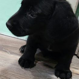 Dachshund Puppies from Snake River Dachshunds