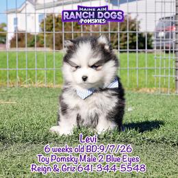 Levi - Black and white male Pomsky puppy in Humeston, Iowa from M.A.R. Dogs