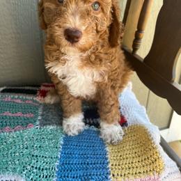 Rose - Red  female Poodle puppy in Caldwell, Idaho from Treasure Valley Poodles