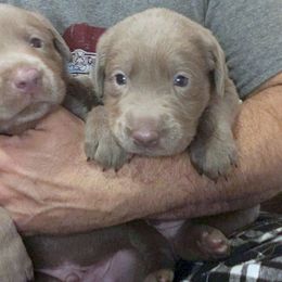 Labrador Retriever Puppies from DLime Ranch Silver Labs