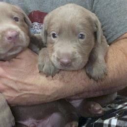Labrador Retriever Puppies from DLime Ranch Silver Labs