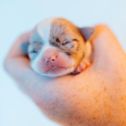 Chihuahua Puppies from Arizona Adventure Chihuahuas