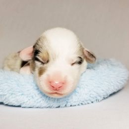 American Corgi and Pembroke Welsh Corgi Puppies from Whimsical Treasure Corgis