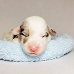American Corgi and Pembroke Welsh Corgi Puppies from Whimsical Treasure Corgis