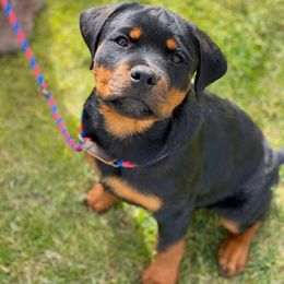 Rottweiler Puppies from Gottlïchen Rottweilers