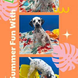 AKC LUA Loki - White and black male Dalmatian puppy in Euless, Texas from 101 Dew Dream Valley Dalmatians