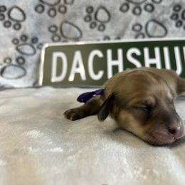 Purple girl - Cream female Dachshund puppy in Mt Sterling, Ohio from Murphy's 4 paws and a tail