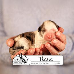Tiana - Blue merle and white female Sheepadoodle puppy in Cleveland, Tennessee from Narrow Path Old English & Sheepadoodles