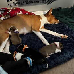 Basenji Puppies from Genesis Sighthounds