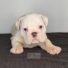 Bella - Red and white female Bulldog puppy in Hillsdale County, Michigan from KZ Bullies LLC