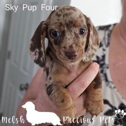 Sky-Nemo Pup 4 by birth order - Dapple female Dachshund puppy in Anamosa, Iowa from Melsh Precious Pets