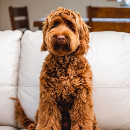 Benny - Australian Labradoodle
