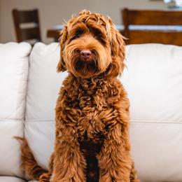 Benny - Australian Labradoodle