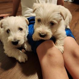 Scottish Terrier Puppies from Bluegrass Scottish Terriers