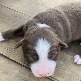 Miniature American Shepherd Puppies from SJC Texas Aussies