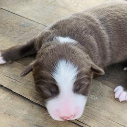 Miniature American Shepherd Puppies from SJC Texas Aussies