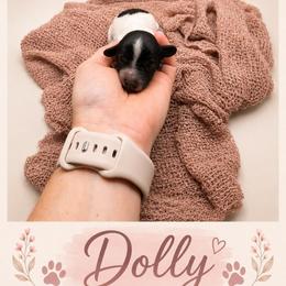 Dolly - Piebald female Dachshund puppy in Waco, Georgia from Huff Family Doxies & Doodles