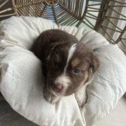 Cocoa - Red tri-color female Australian Shepherd puppy in Grants Pass, Oregon from Carmel Mountain Aussies