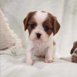 Rusty - Blenheim male Cavalier King Charles Spaniel puppy in Broxton, Georgia from King of the Hill Cavaliers