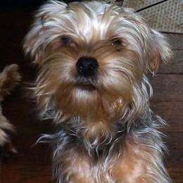 Jack - Blue and gold male Yorkshire Terrier puppy in Baraga, Michigan from Ojibwa Yorkies