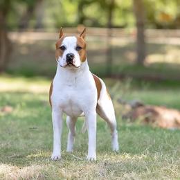 Ruckus - Red American Staffordshire Terrier puppy in Yukon, Oklahoma from Blue Eagle Kennels