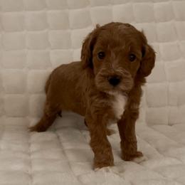 Twinkle Twinkle Little Star (Our Mother Goose Nursery Rhyme litter) - Red  female Goldendoodle puppy in Hopkins County, Texas from Boutique Doodles