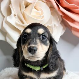 Atlas - Black and cream male Dachshund puppy in Redding, California from Jean & Mae Doxies