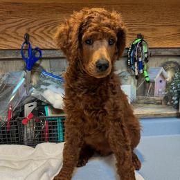 Orange Collar - Red  male Poodle puppy in Mondovi, Wisconsin from Araeah's Red Standard Poodles