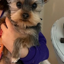 Labrador Retriever and Yorkshire Terrier All Grown Up from Salas Yorkies NV